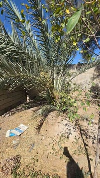 بصره أبي الخصيب • ١٥٠م • وقف مسجل