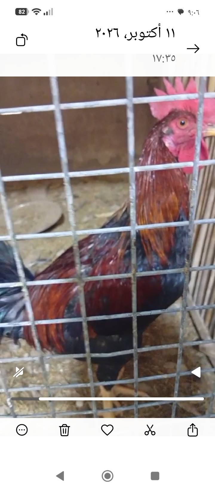 ديج • صحاوه فول • ٧ اشهر