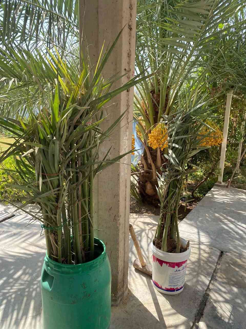 � للبيع نخيل تمر — نوعيات مميزة

متوفر نخيل من النوعيات:
🌴 برحي
🌴 مكتومي
🌴 معموري

نخيل مرتب ومناسب للزراعة، واللي يريد يشوفهن على الطبيعة حياكم الله.

📍 المكان: الأنبار – هيت
📞 للاستفسار والسعر، مراسلة خاص.
***********
البيع للجادين، والرزق على الله
