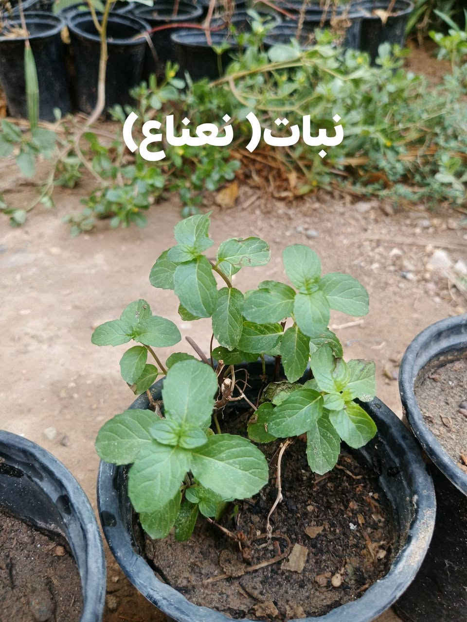 ﴿عرض خاص﴾ ✨ 🔥🔥⬅️ ولفترة محدودة 

تشكيلة جديدة من نبات 🌿
نبات السفندر (Ruscus)+ (نبات نعناع)+  نبات (اكليل الجبل)+ نبات (ورد الجعفري)

العرض بسعر⬅️ 3,500 فقط.✨🔥🔥

توصيل لكافة انحاء المجمع والعامرية 🚗 

للطلب والاستفسار ⬅️ خاص 

واتساب ⬅️ ***********
