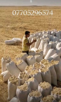 تبن حنطة • نضيف • الحمام العليل