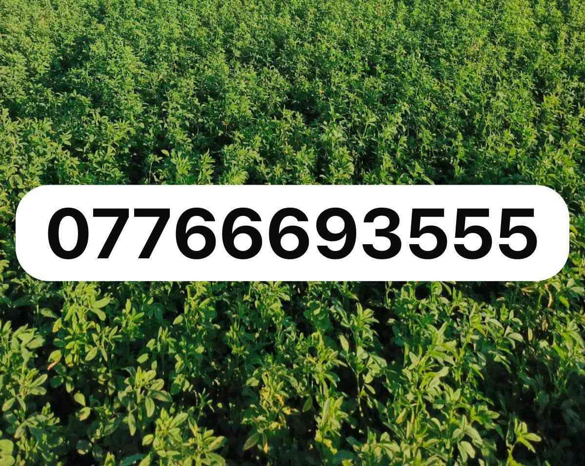 السلام عليكم
يوجد بذور جت 🍀عراقي 🇮🇶
شرط الطلع 
موجود توصيل 
‏‭***********
