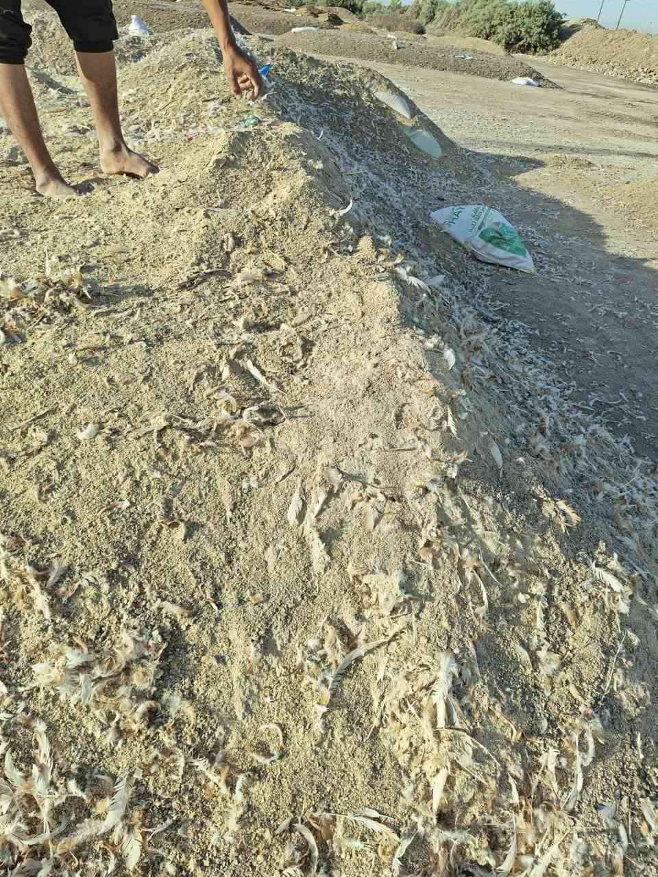 علف دواجن • درجه اولى • للغنم والاسماك