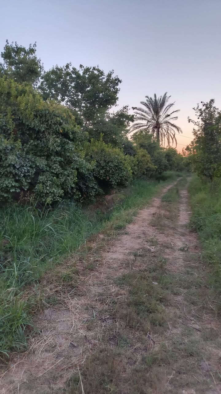 سلام عليكم أرض دونم البيع مناصفه سند 25 بغداد شاطئ التاجي قرب جسر المثنى مشجره مشمش 🌲
رقم الهاتف ***********
