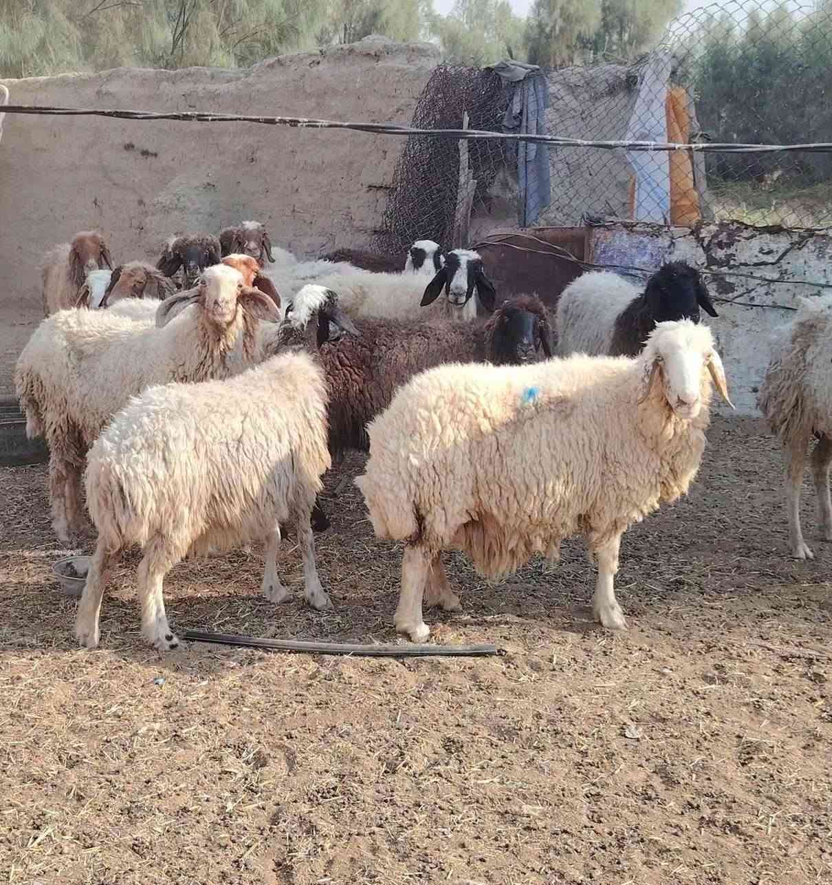 نعجات • ٦٠ راس • الدوانيه الشافعيه