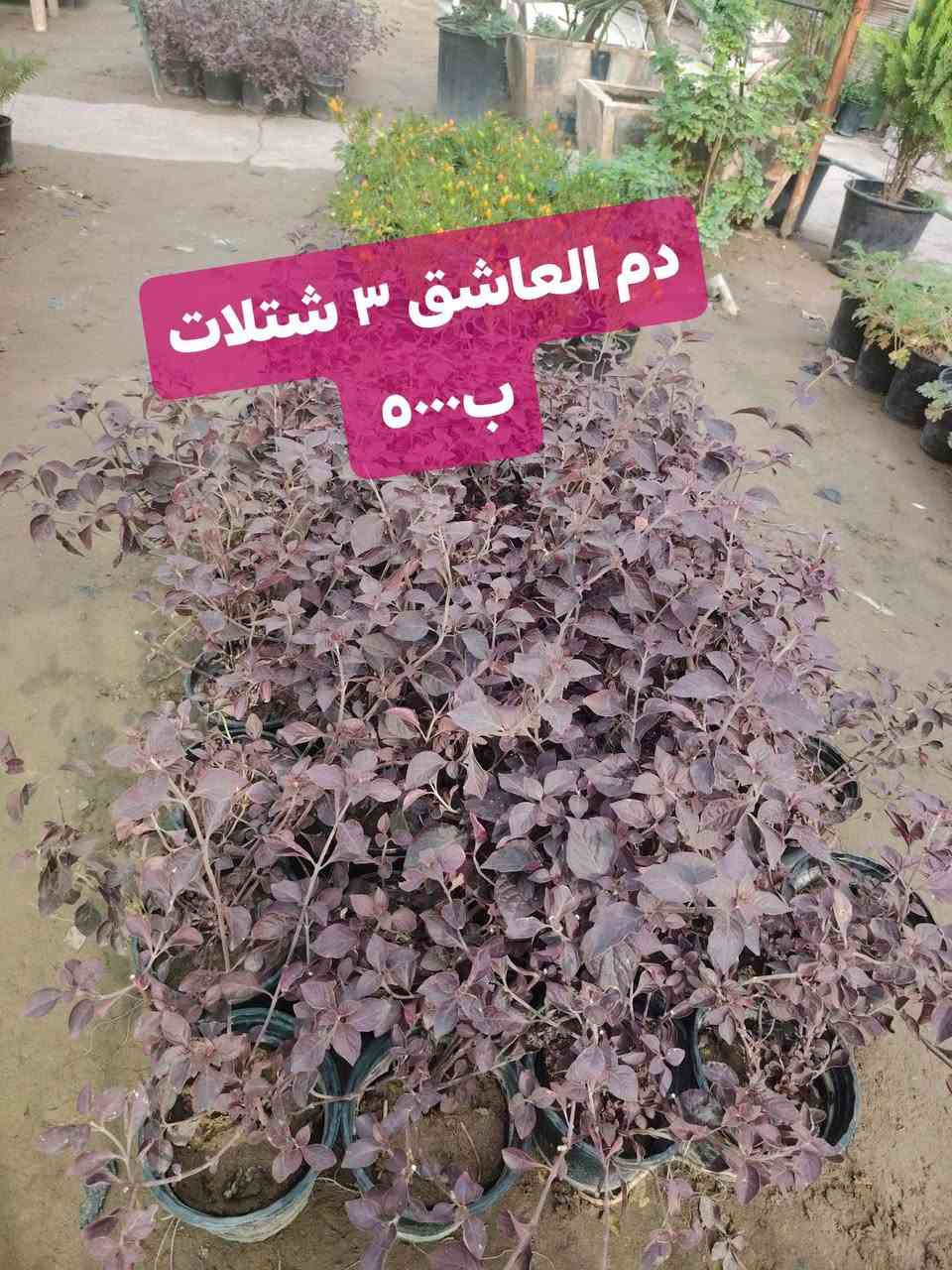 شتلات • الكوت الفلاحية • رمان زينه