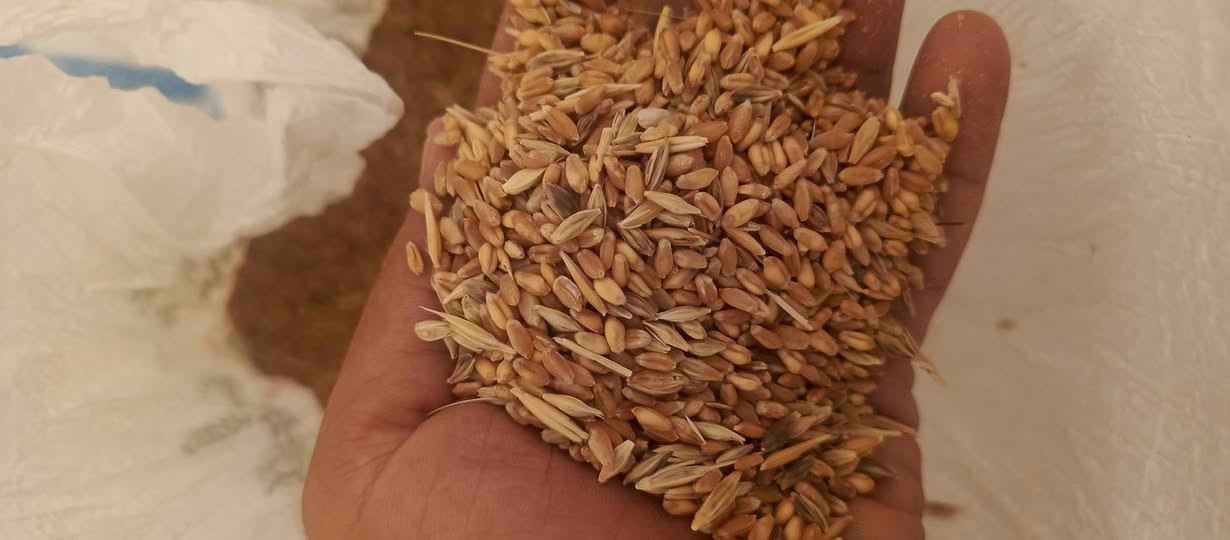 حنطه مشعروه ونضيفه مابيه تراب للبيع شراي يتصل مخازن شهيد الموقع خلف محكمة بيجي جديده ***********.  ***********
