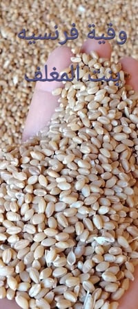 بذور حنطة • بنت المغلف • السنابل الذهبية