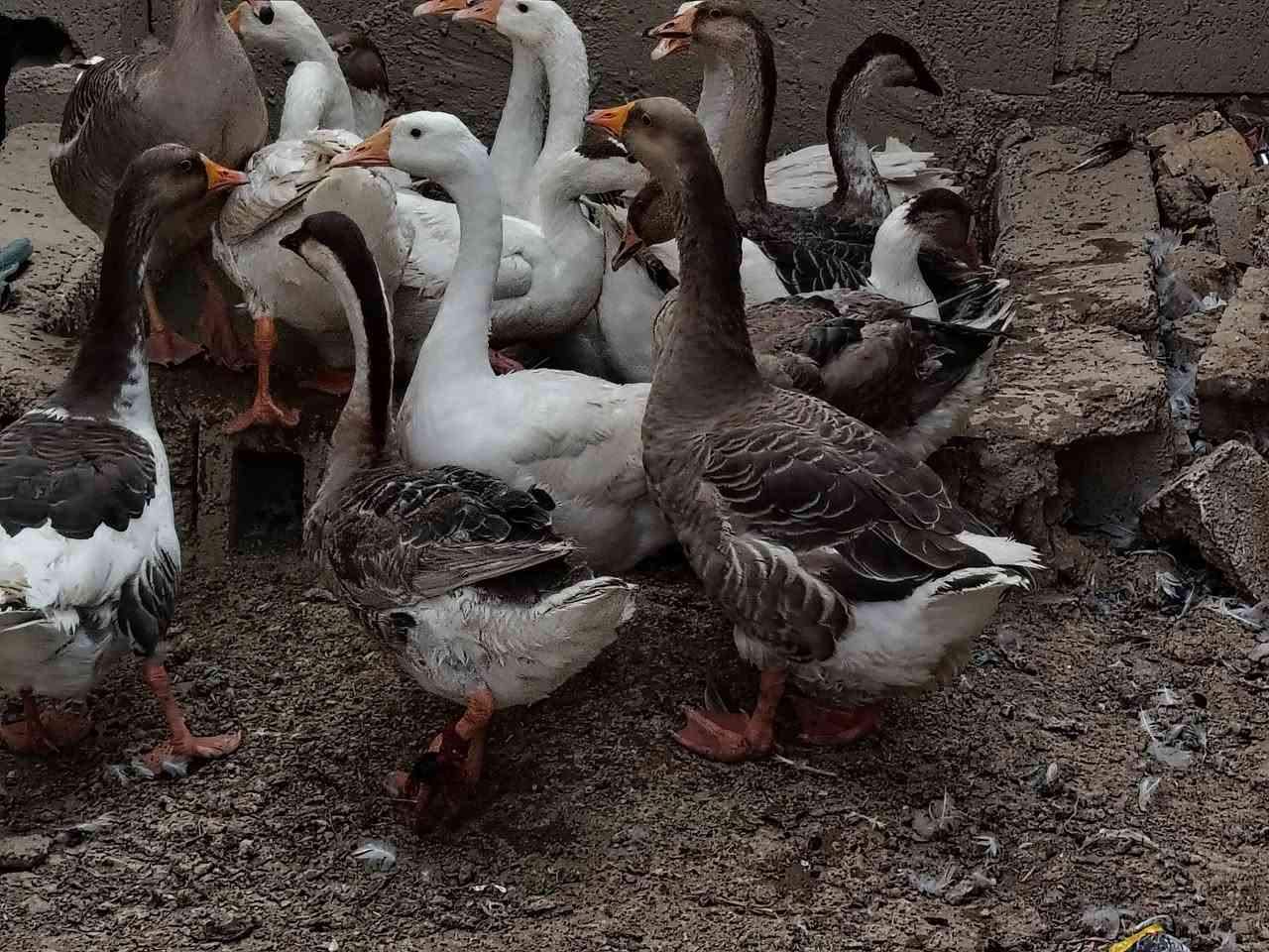 ابطوط • نثيه وفحل • ١٠ قطع