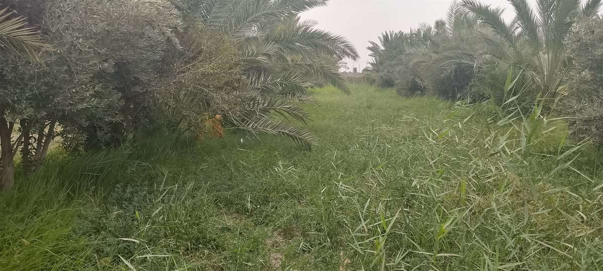 دونم للبيع كافه الخدمات ماء وشارع وكهرباء ومولد الموقع نهايه قريه سيد حسين قرب بستان سيد شاكر..... للاستفسار اتصل ع هذا الرقم ***********
