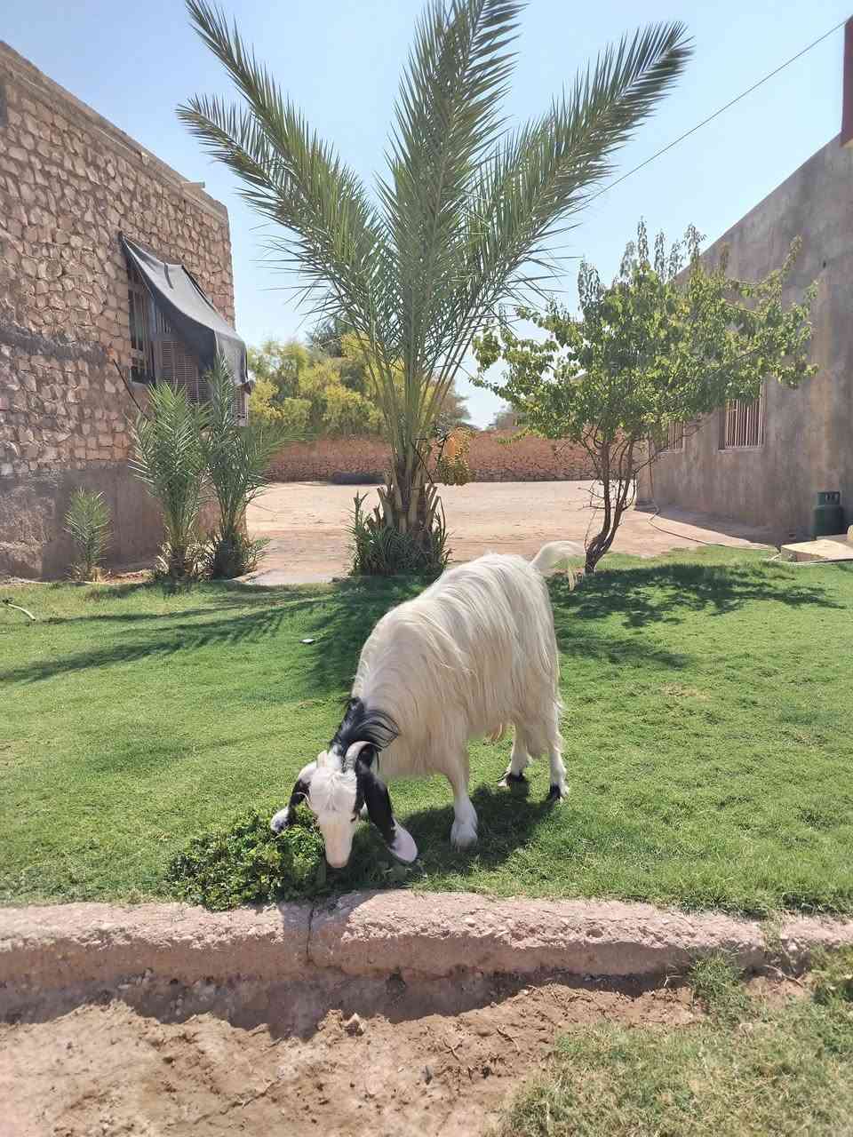 مشاءالله صخله حلواه مالت جنيه شرط النصاح على كل عيب السعر 250 العنوان القائم كرابله. تواصل ع الرقم ***********
