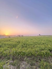 ١٢ دونم • مي متوفر • واسط الزبيديه