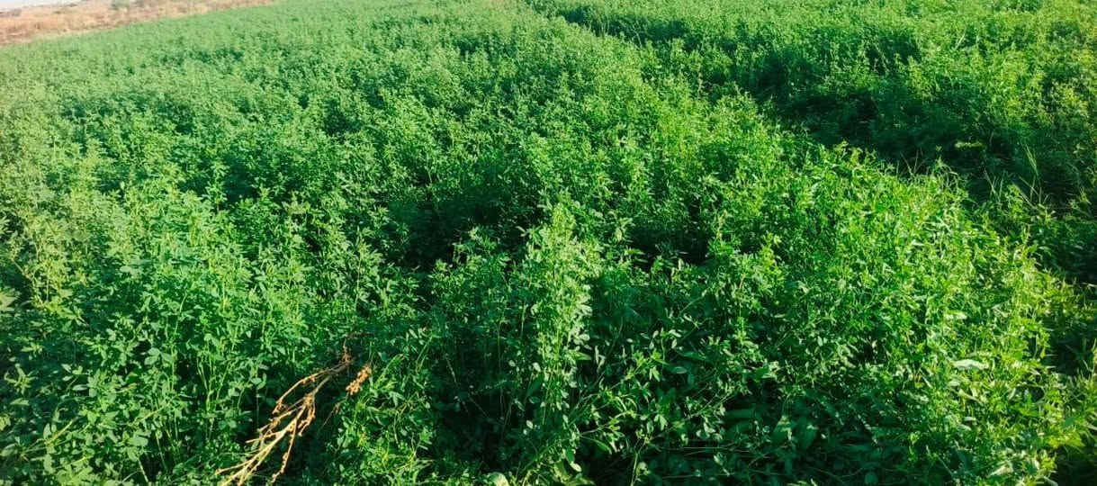 السلام عليكم مكلف بل نشر اتصل عل رقم 
يوجد جث ثخين طول الوح 15متر الوح بيه حمل كيا سعر الوح ب10والي يأخذ كميه يختلف السعر المكان الشرقاط بحاوي شكراً  ***********
