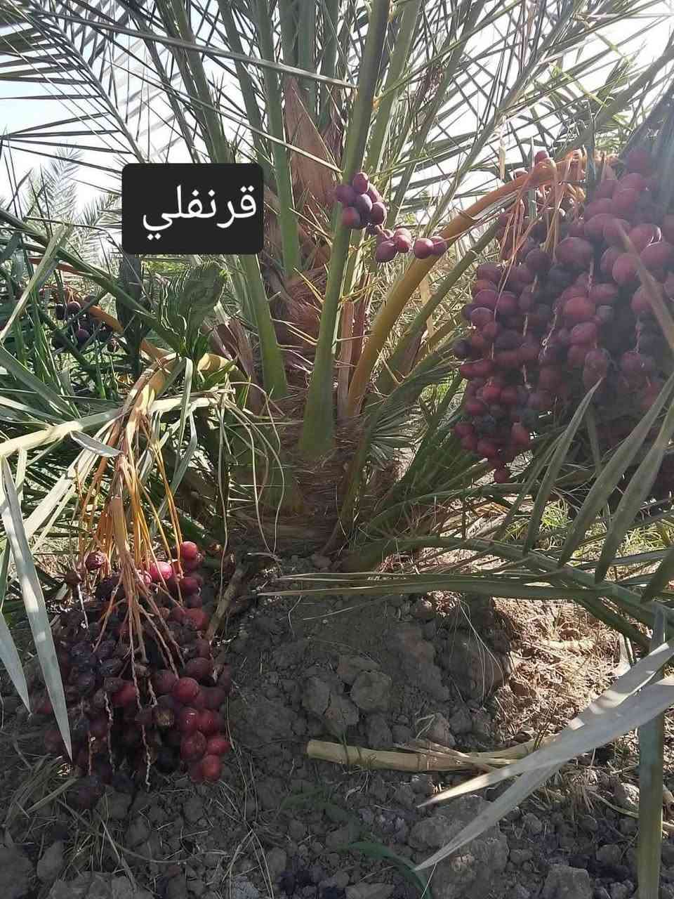 🌴🌟 تتوفر لدينا كافة أنواع الفسائل بأصناف مميزة ومضمونة 🌟🌴

الأنواع المتوفرة:
✅ برحي 🌱 خستاوي 🌱 بريم 🌱 عمران 🌱 تبرزل 🌱 مكتوم 🌱 جمالي 🌱 اشرصي 🌱 بربن 🌱 حمراوي 🌱 شكر 🌱 شوثي أصفر ✅
جبجاب  بلكه حمرت الجبل اصابع العروس عويدي ديري 
مجهول خضراوي عوينت ايوب جمال الدين 
🔶 جميع أنواع الفسائل مقدمة بأمانة الله ورسوله، خاصة من مزارعنا.
🔶 متوفرة بأحجام متعددة حسب الطلب، وتشمل الفسائل للأمهات والذكور.

🚚 توصيل لجميع محافظات العراق للطلبات 10 نخلات فما فوق.

☎️ لمعرفة الأسعار أو الاستفسار، يرجى مراسلتنا من الزر اسفل المنشور او على الارقام:

📲 واتساب
📲 ***********
📲 ***********
***********

💼 جاهزون لتجهيز دوائر الدولة، المشاتل، والمزارع الخاصة والعامة.
✨ فضلاً، ندعوكم لدعم صفحتنا عبر المتابعة والمشاركة، وتحية حب وتقدير لكم 🌹🌹
