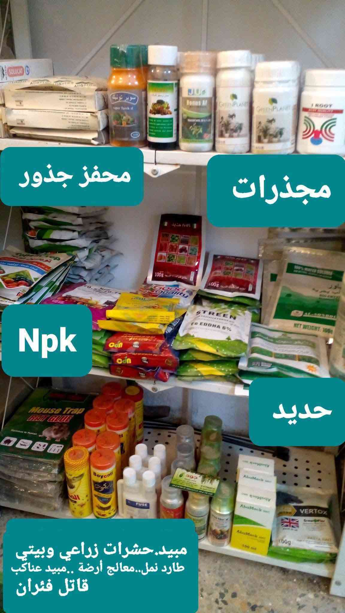 بونساي عين البزون • لبلاب تعليك • عصا موسى