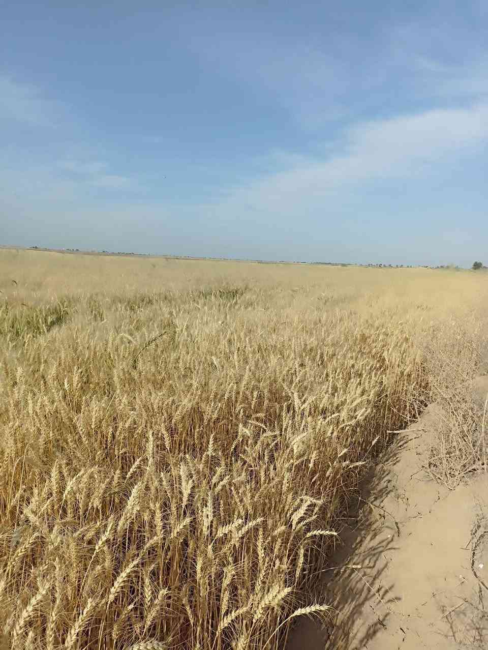 أرض زراعية • ٣٥ دونم • ذي قار الرفاعي