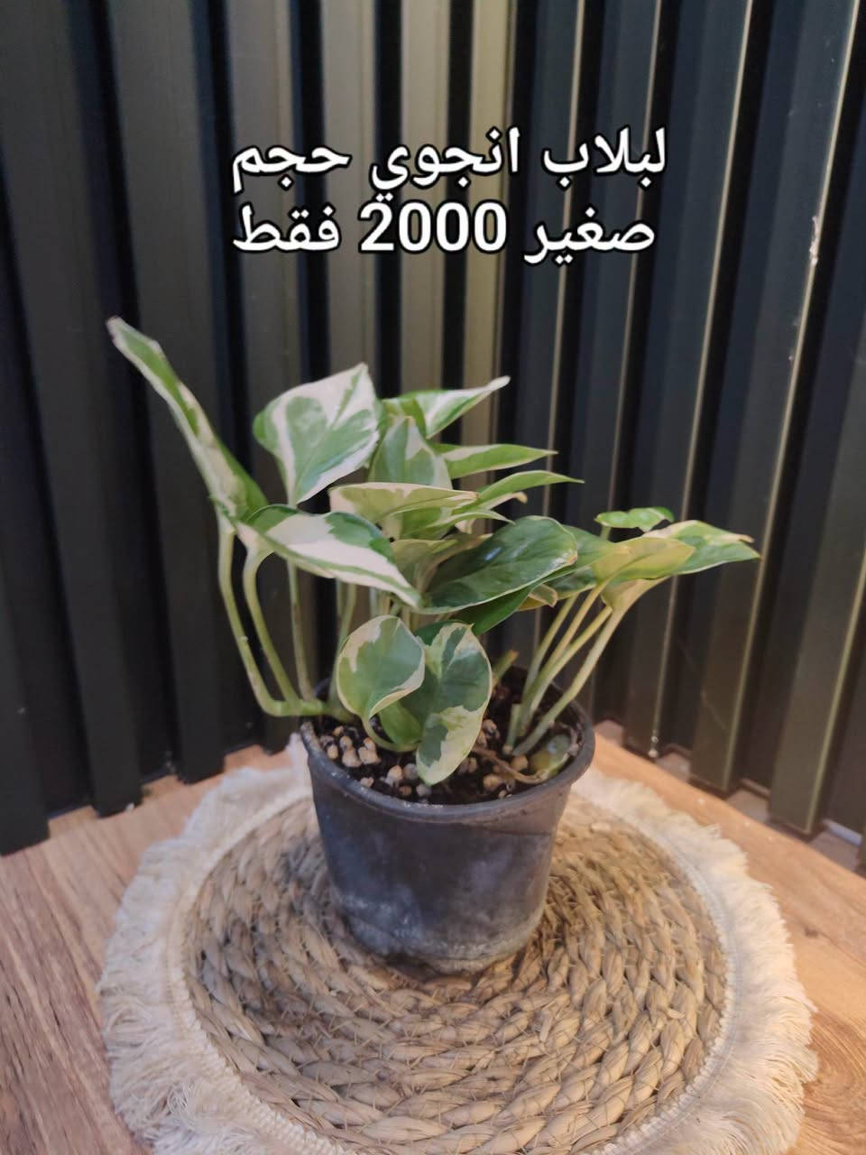 وصول وجبة جديدة من النباتات الظلية 

الأسعار مذكورة في الصور

مكاني موصل توصيل فقط 

يوجد توصيل لجميع محافظات العراق 

واليحب يستلم الطلب بيده يتواصل عالواتساب انطي العنوان
بالكندي الثانية قرب جامع نعمت حديد
للطلب والاستفسار مراسلة الصفحة الرئيسية او التواصل على رقم الواتس اب ***********
