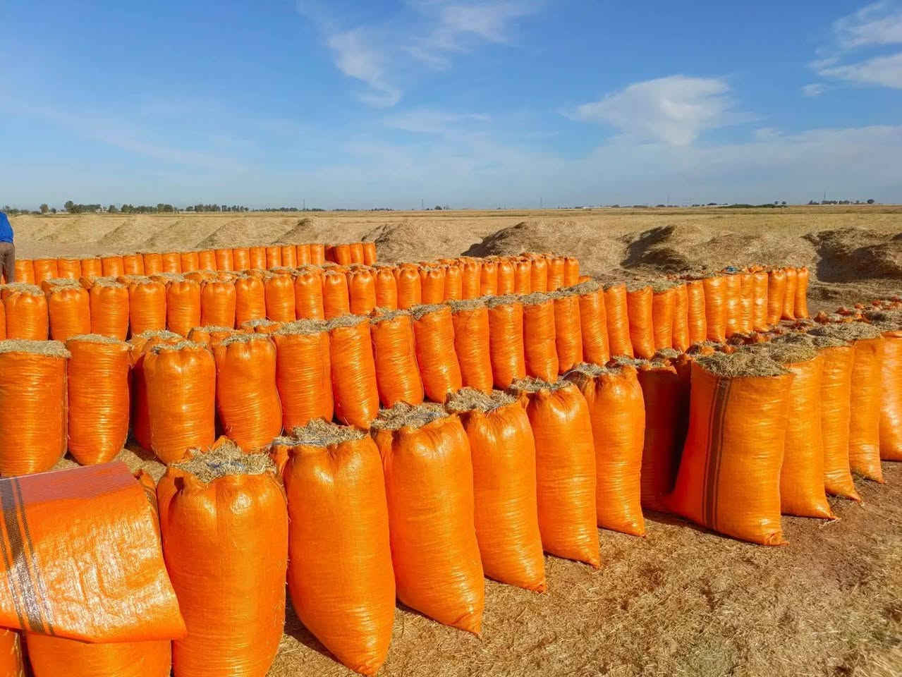 السلام عليكم يوجد تبن للبيع شلفان السعر ٣٠٠٠ الشليف واصل البيت ومال الحنطه مال السنه شرط نضيف القياس الشليف عرض ابو ٧٠ ارتفاع ١١٠ ويوجد خدمة توصيل والاستفسار *********** *********** /وملاحضه يوجد تبن عرباين دبل الكميه خير من الله /وشرط نضيف وناعم مال السنه
