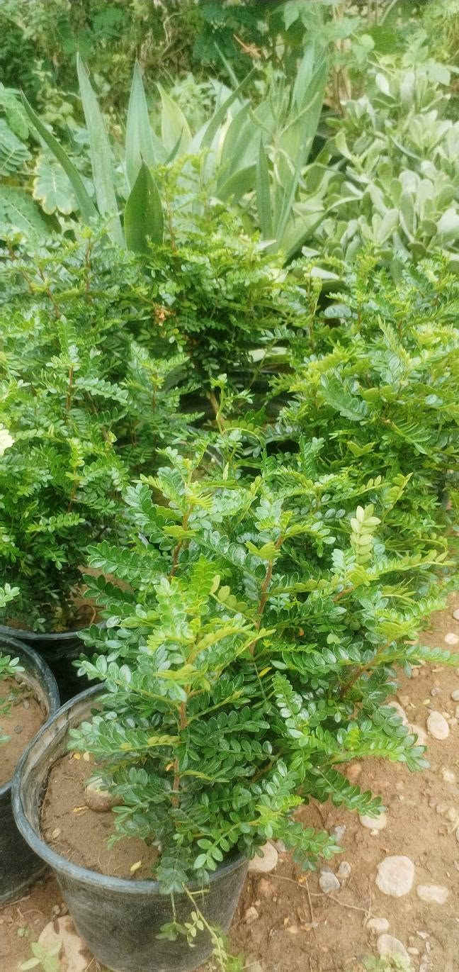 نباتات • خانقين • توصيل