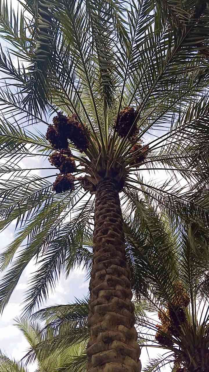 نخل • محمل • قابلة تفاوض