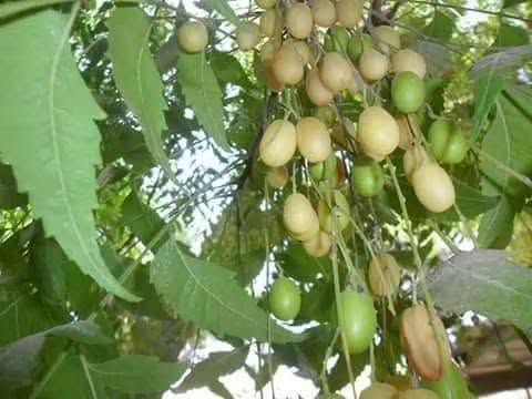 السلام عليكم ورحمة الله وبركاته 🌷
🌿 من مشتل أوركيد الخضراء نشارككم اليوم واحدة من أجمل الأشجار وأكثرها فائدة: شجرة النِّيم 💚

🌿 شجرة النِّيم… خضرة وجمال وفائدة بحديقة بيتك وبأرتفاع اقل المتر تقريبا بسعر 9 الف دينار 
وتعتبر من الأشجار المتحمله للظروف الجوية القاسيه و الطاردة لمختلف أنواع الحشرات
🚛 يتوفر لدينا خدمه توصيل لجميع محافظات العراق 

🏡العنوان بابل /المحاويل 
 🌸 للحجز والاستفسار يرجى مراسله الصفحه
📞واتساب ***********

نص مكتوب في الصور:
- شجرة النيم الإدارة العامة للصيدلة إدارة النباتات الطبية والعطرية وزارة الصحة - ولاية الخرطوم هي شجرة واسعة الأوراق يمكن أن يصل ارتفاعها إلى ٣٠ متر، يستخدم كل من اللحاء والأوراق والبذور وأحياناً يتم استخدام الجذر والزهرة والفاكهة أيضاً الاستخدامات الطبية: له خصائص مضادة للإلتهابات وخافض للحرارة كما لها تأثير طارد للديدان الاستخدامات غير المؤكدة: يستخدم في الأمراض الإلتهابية والحمى (بما في ذلك الملاريا على الرغم من أنها غير مؤكدة ). تُستخدم لإصابة بالديدان ، وعسر الهضم . تفاعل الأدوية: قد يقلل من مستويات الجلوكوز في الدم وبالتالي يجب استخدامه بحذر في مرضى السكري المعتمدون على الأنسولين أو المرضى الذين يتناولون الأدوية المضادة لفرط سكر الدم عن طريق الفم الجرعة: ١-٣ جرام من بدرة الأوراق المجففة ٢-٤ جرام من بدرة لحاء الأوراق مع تحيات إدارة النباتات الطبية والعطرية - الإدارة العامة للصيدلة وزارة الصحة ولاية الخرطوم