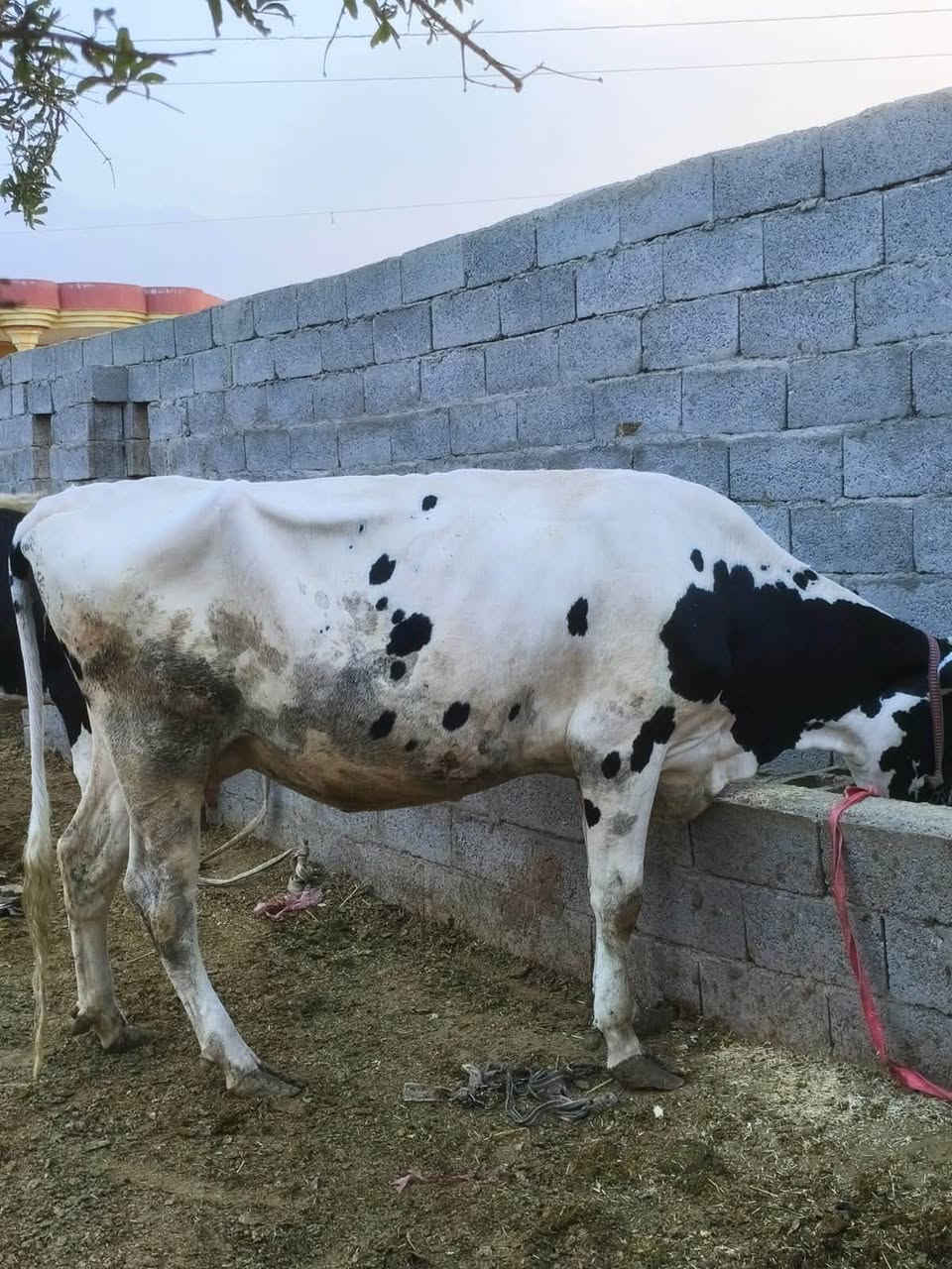 بقره حليب • ثاني بطن • عشار شهر ٩