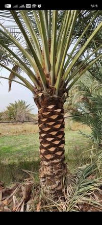 تنظيف • تكريب • نخله