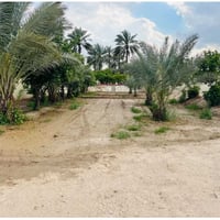 بستان شاطية 3000 متر تقريبا دونم وربع وجه سدة والوجه الثاني الشط وجه 2...