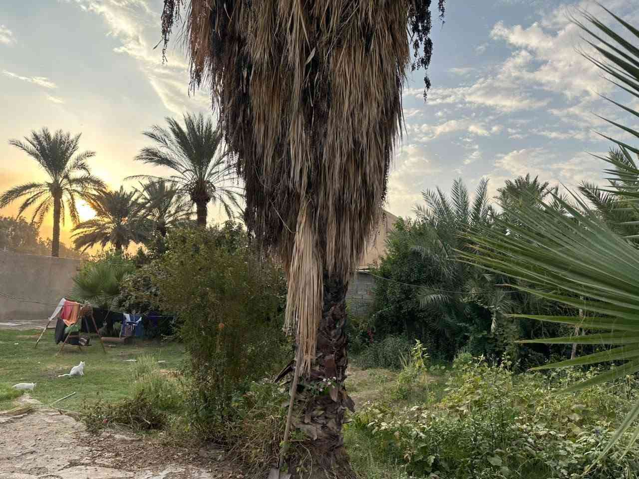 الزبيدية • ٢١٥٠م • سند ٢٥