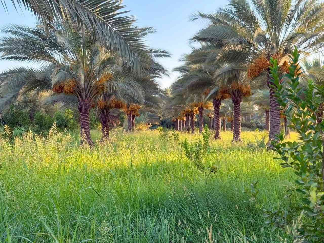 ٤٠ دونم • سند ٢٥ • زراعي