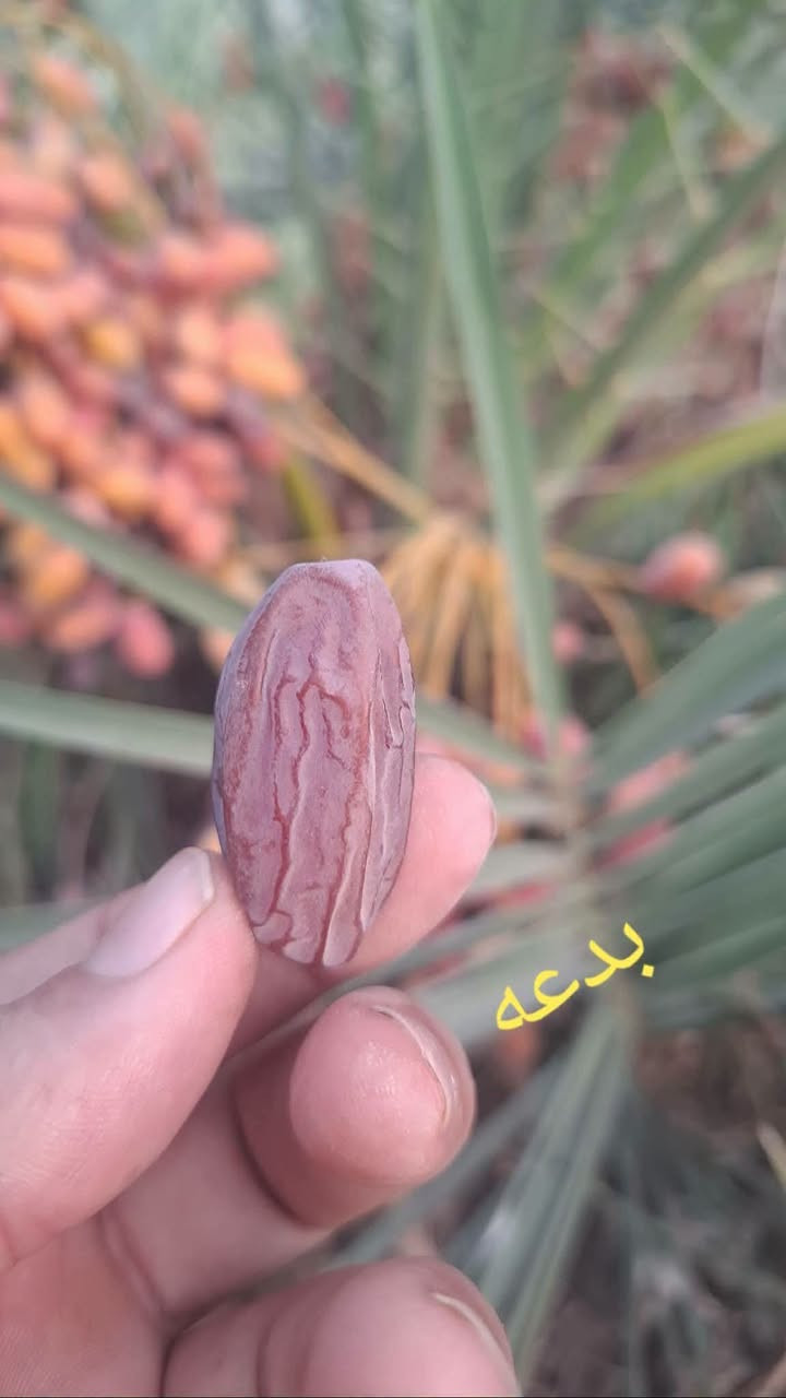 محبي زراعة النخيل يتوفر فساءل للبيع. 
              💫🥇الفدغه أو الفدك 🥇💫
         
العنوان ذي قار سوق الشيوخ تواصل على رقم ***********... 🇮🇶 ابو علي النخيل 
      
         💫مسؤول مزرعة ذي قار💫
🤔يوجد خدمة توصيل لجميع المحافظات 🇮🇶

نص مكتوب في الصور:
- بدعة
- بدعه