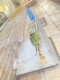 درة • للبيع • شراي