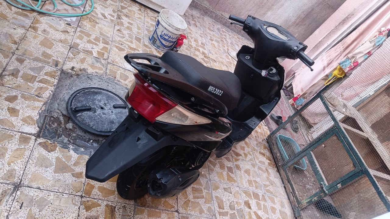 سكنس • صيني • فحل