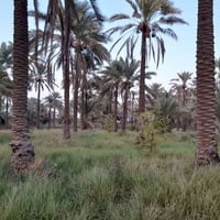 الرحمانية الغربيه • دونم ونص • مزروع نخل