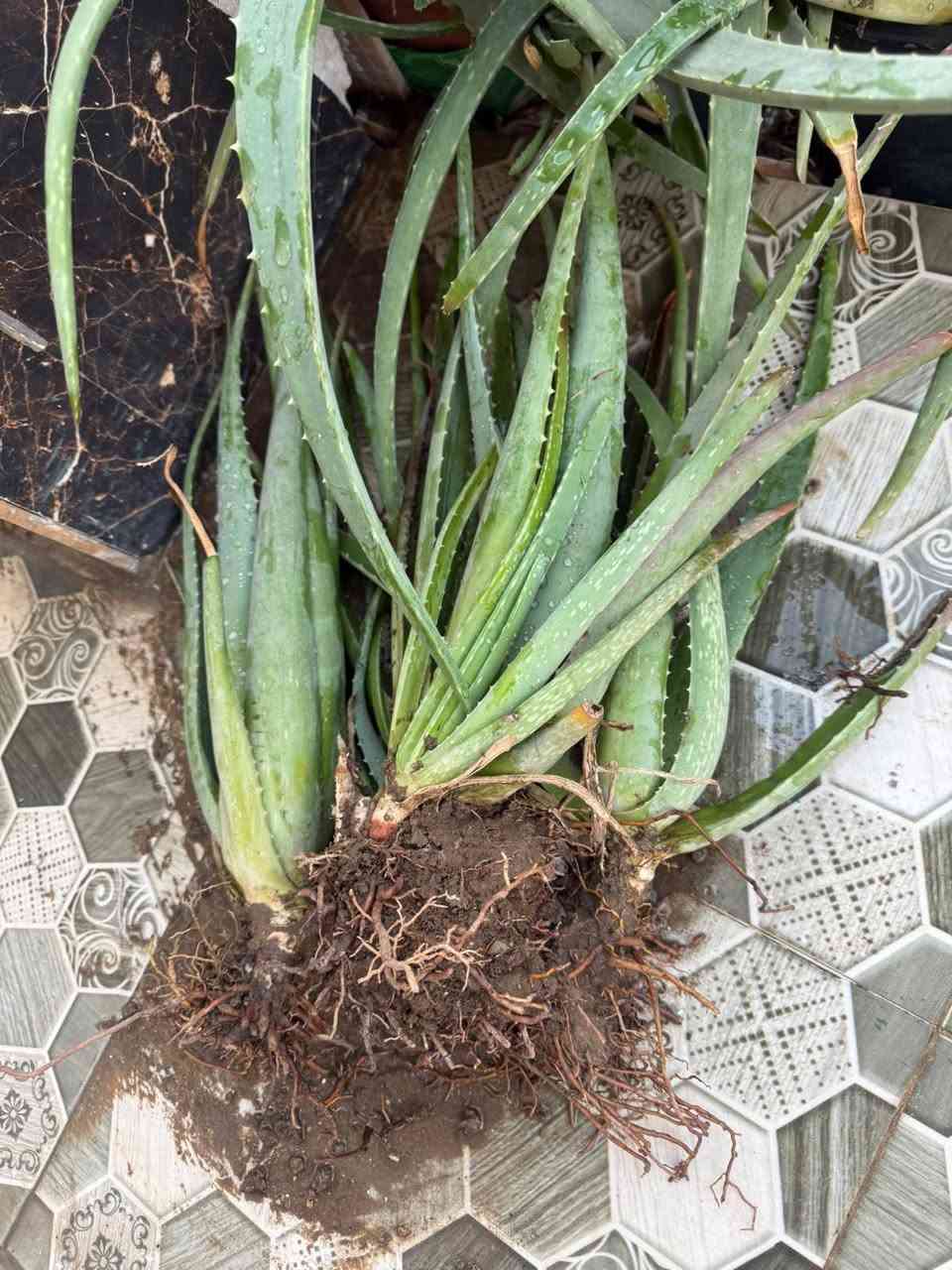 صبار • نباتات زينة • رمادي التاميم
