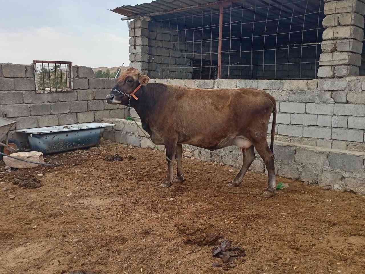 بكرة ديريه • عمر ٦-٧ • حامل الرابع