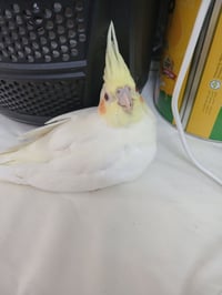 35الف 07707063292