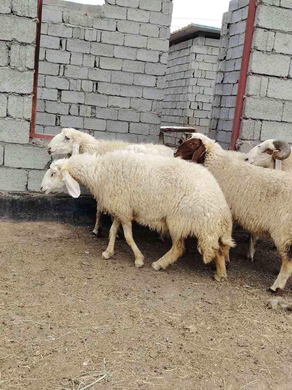 ١٩ نعجة • كريشيات • ماخذات الفحل