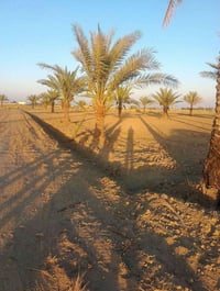 اللبيع 1 دونم    بابو غريب سميلات   قرب من مزرعه التالق   بنص مجمعات ش...