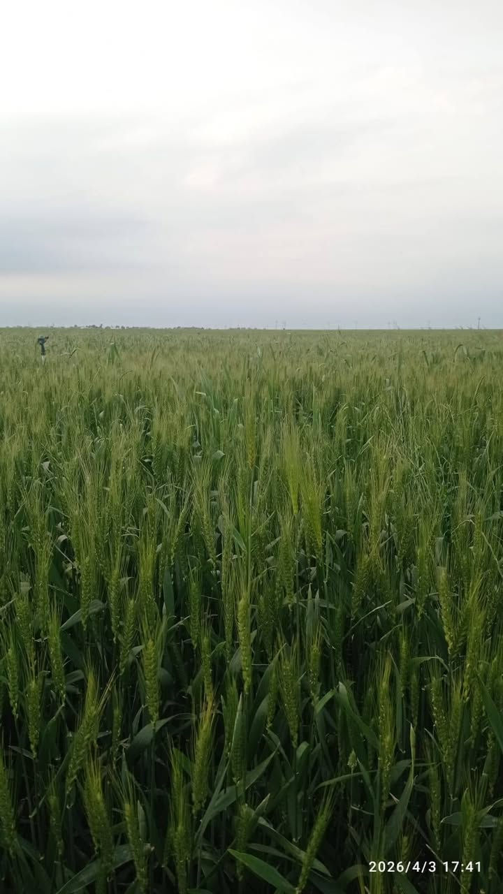 حنطة بنت الجيس • ايطالية • ١٥ طن