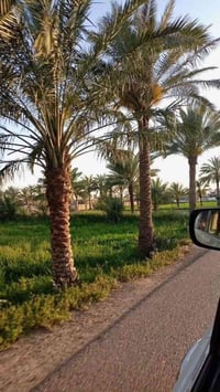 ذراع دجله • ٧ ونص دونم • سند ٢٥