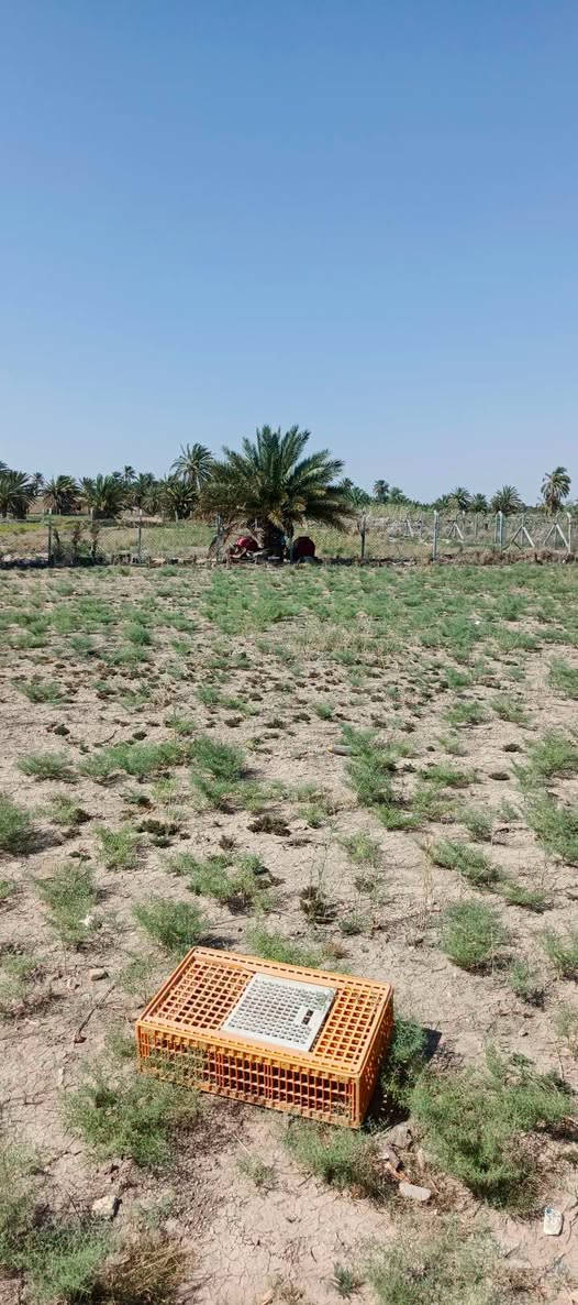 مزرعه للبيع مساحته دونم و 200 متر و بيها بيتين جاهزات مساحة البيت الاول250 متر والثاني مشتمل 100متر على  طريق ديوانيه دغارة نزلة الغنانيم  قبل لا تعبر بانزين خانه ع اليمنى شارع سبيس كافة الخدمات ماي و كهرباء
مزرعه للبيع مساحته دونم و 200 متر و بيها بيتين جاهزات مساحة البيت الاول250 متر والثاني مشتمل 100متر على  طريق ديوانيه دغارة نزلة الغنانيم  قبل لا تعبر بانزين خانه ع اليمنى شارع سبيس كافة الخدمات ماي و كهرباء ***********

مزرعه للبيع مساحته دونم و 200 متر و بيها بيتين جاهزات مساحة البيت الاول250 متر والثاني مشتمل 100متر على  طريق ديوانيه دغارة نزلة الغنانيم  قبل لا تعبر بانزين خانه ع اليمنى شارع سبيس كافة الخدمات ماي و كهرباء
