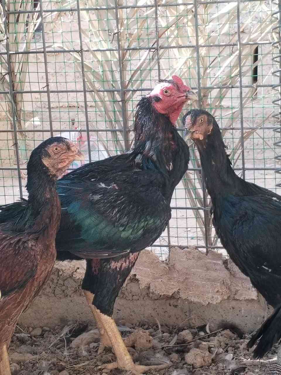 سلام عليكم يوجد شيش للبيع حايل ومال سنه تريد ذبح تريد جنيه حلوات انضاف سعر زوج55
و يضٱ قاز للبيع السعر 50زوج 

هراتي 3 دجاجات ويج 

***********

مكاني قضاء الحويجه ناحية عباسي

