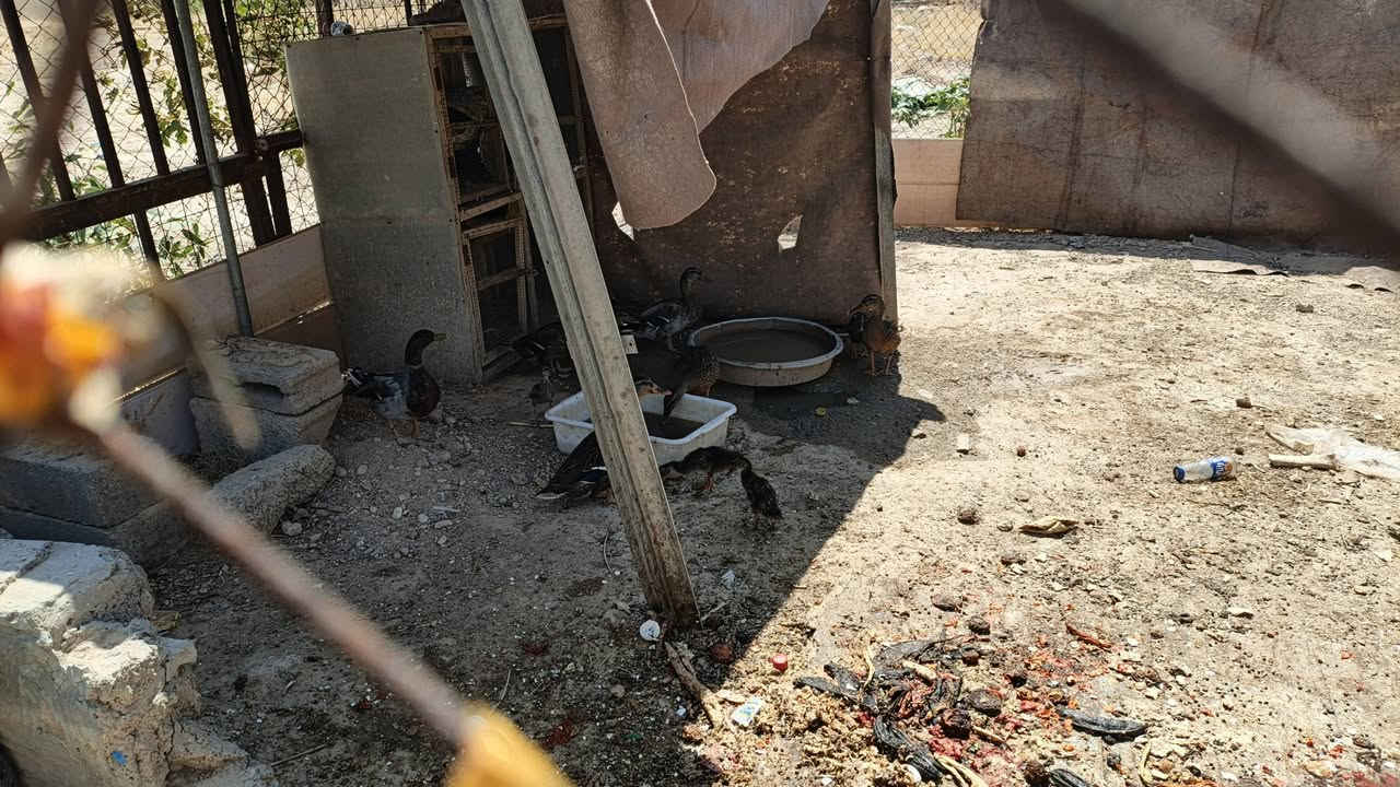 بط اخضيري للبيع سعر زوج ب35 جوه سوك عدد فحلين وربع نثايه وياهن اربع فراخ مكاني تكريت القادسيه ***********
