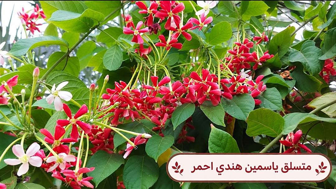 السلام عليكم متابعينا🤍.
🌿🌸 خلّوا الجمال يبدأ من حديقتكم 🌸🌿
إذا تحبون تضيفون لمسة مميزة لبيتكم أو حديقتكم، وفرنا لكم تشكيلة جميلة ومتنوعة من أشجار وشتلات الزينة 🌳🌱
أصناف مختلفة، ألوان جميلة، وأزهار تضيف للمكان حيوية وأناقة وتخليه أكثر جمالاً وتميزاً 💚
🌱 شتلات قوية وسليمة
🌸 تشكيلة متنوعة من أشجار الزينة
🌿 مناسبة للحدائق والبيوت والمساحات الخارجية
✨ اختيارات تناسب مختلف الأذواق
اختاروا النباتات اللي تحبوها، وخلّوا مساحتكم الخضراء أجمل يوم بعد يوم 💜
📍متوفر توصيل لجميع محافظات العراق🚗🚗
📍 للحجز والاستفسار مراسله الصفحه او مراسلتنا على واتساب من خلال الرقم: ***********

نص مكتوب في الصور:
- شجرة انتكوميا برتقالي محمر
- متسلق ياسمين هندي احمر
- شجرة بونسيانا حمراء
- شجرة اكاسيا حمراء
- متسلق ياسمين ازرق
- وردة القهوة بنفسجي
- جاتروفا
- نبات المطاط
- متسلق الشاي الازرق