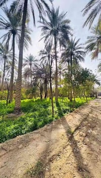 ٥ دوانم • طابو زراعي • شط ذراع دجله