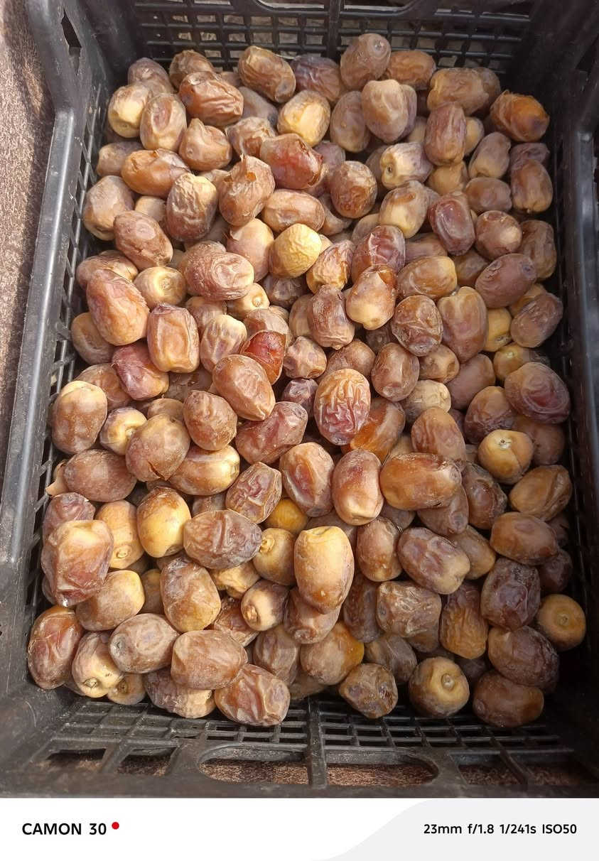برحي • ناشف • خشن