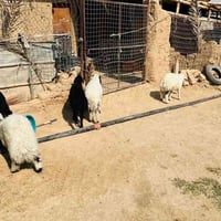 طليان • ٧ قطع • الشرقاط اسديره