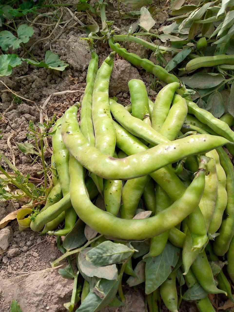 بذور • اسبانية • مغلفة