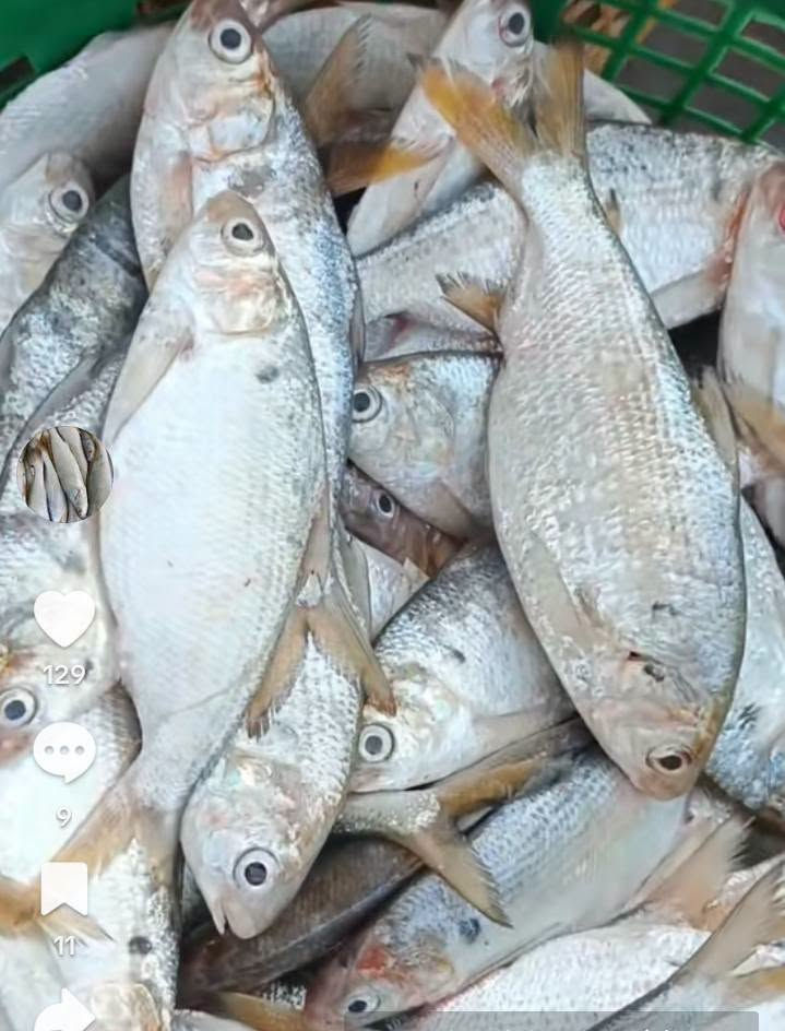 سمك • دجاج • سومر